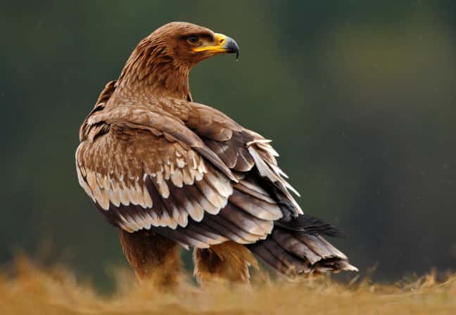 Es werden doch keine Adler gegen Drohnen in Genf eingesetzt