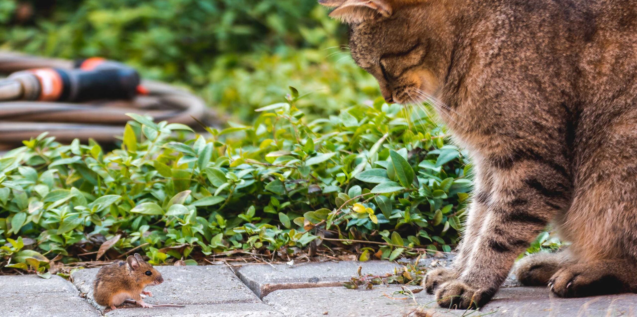 KI-Klappe macht mit Katzenjammer Schluss