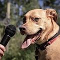 KI übersetzt Bellen von Hunden in Echtzeit