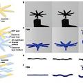 Soft-Roboter «erinnert» sich an seine Form